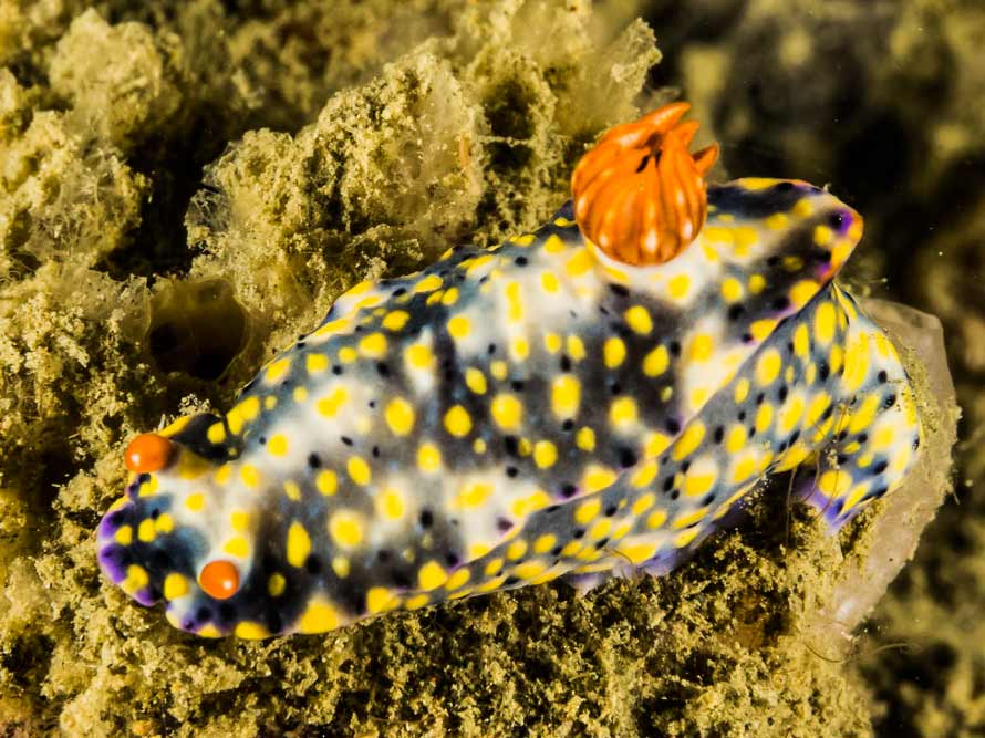 Hypselodoris sp. 7